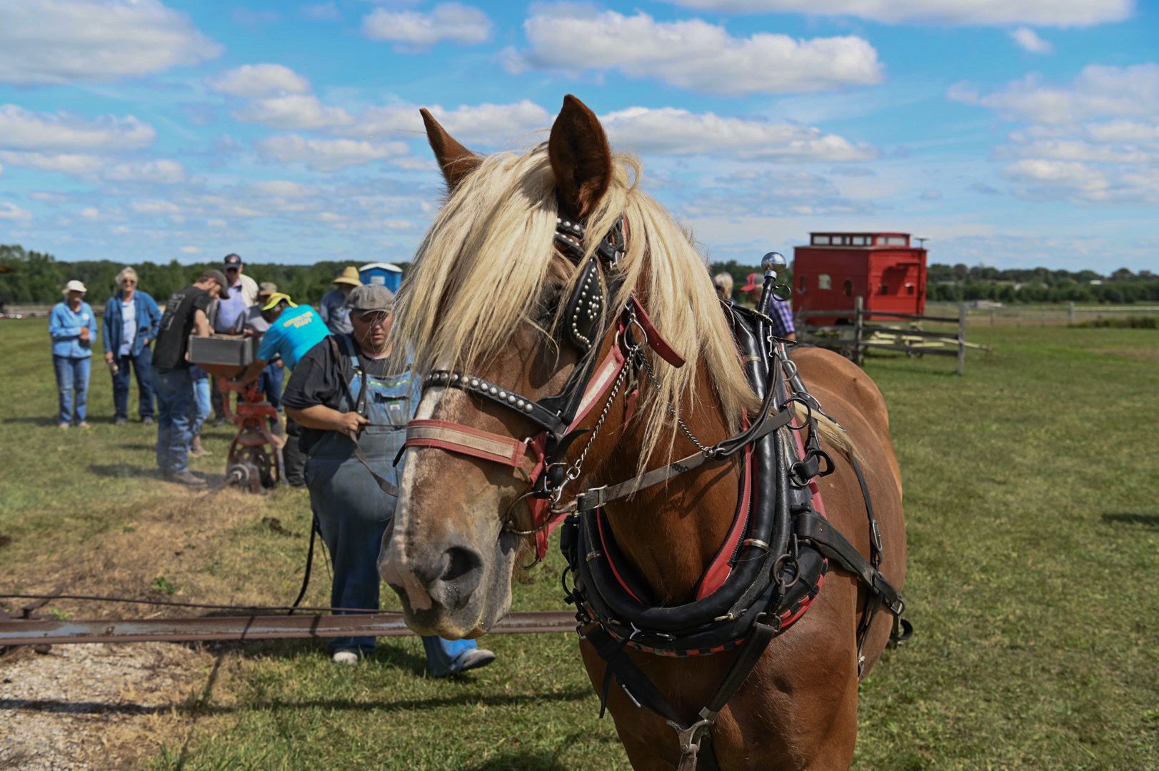 Horse and Mule 13